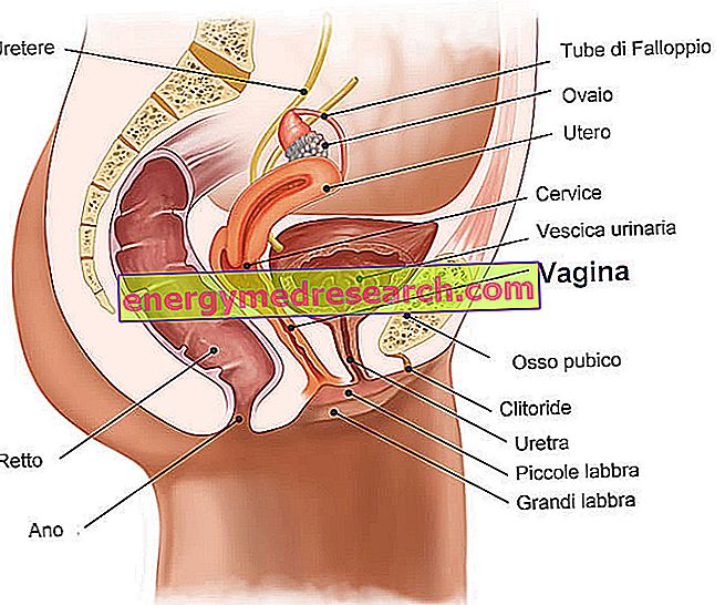 erekcijos būsenos vyro lytinis organas