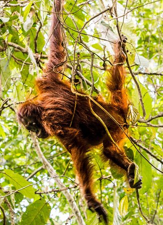 orangutano varpos