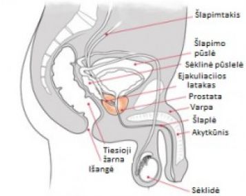 erekcijos poveikis prostatos