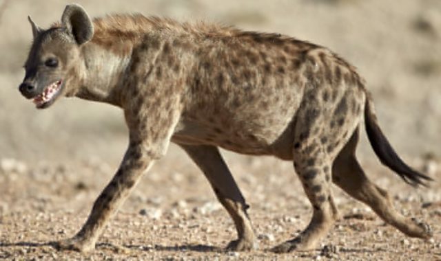 moteriškos hienos varpos