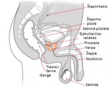 erekcijos disfunkcijos vaistai ko reikia erekcijai prieš lytinį aktą