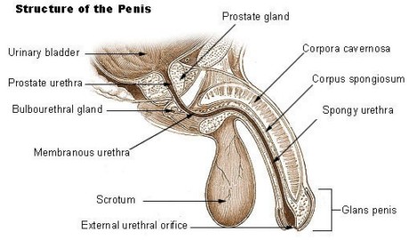 silpnos erekcijos prostatito gydymas kaip išgydyti vyro varpą